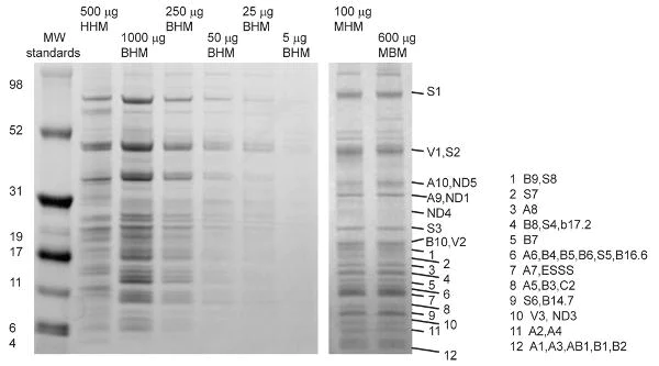 Immunoprecipitation - Anti-Complex I Immunocapture antibody [18G12BC2] (AB109798)