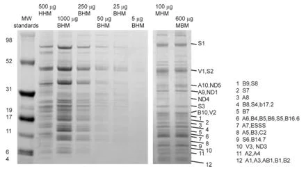 Immunoprecipitation - Complex I Immunocapture Kit (AB109711)