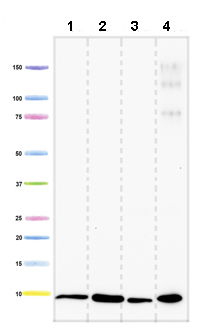 Western blot - Anti-Complex I subunit 8 kDa antibody [17C8E4E11] (AB110245), expandable thumbnail