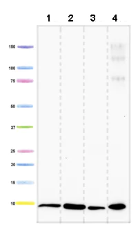 Western blot - Anti-Complex I subunit 8 kDa antibody [17C8E4E11] (AB110245)