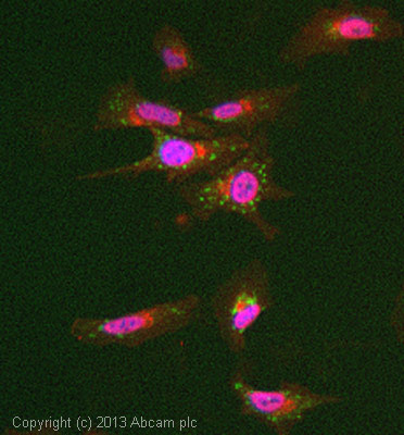 Immunocytochemistry/ Immunofluorescence - Anti-Complex II Immunocapture antibody [4H12BG12AG2] (AB109865), expandable thumbnail