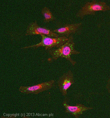 Immunocytochemistry/ Immunofluorescence - Anti-Complex II Immunocapture antibody [4H12BG12AG2] (AB109865)