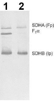 Western blot - Complex II WB Antibody Cocktail (AB110410)