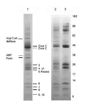Immunoprecipitation - Anti-Complex III Immunocapture antibody [11A51H12] (AB109862)