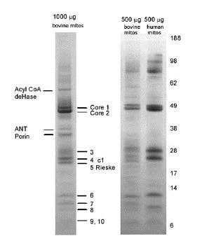 Immunoprecipitation - Complex III Immunocapture Kit (AB109800)
