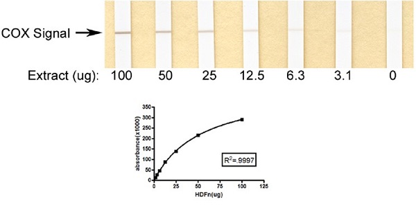 Functional Studies - Complex IV Human Enzyme Activity Dipstick Assay Kit (AB109876), expandable thumbnail