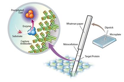Functional Studies - Complex IV Human Enzyme Activity Dipstick Assay Kit (AB109876), expandable thumbnail