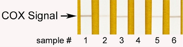 Functional Studies - Complex IV Human Enzyme Activity Dipstick Assay Kit (AB109876), expandable thumbnail