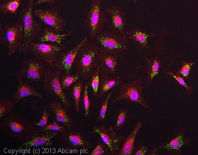 Immunocytochemistry/ Immunofluorescence - Anti-Complex IV Immunocapture antibody [31E91B82G9] (AB109863)