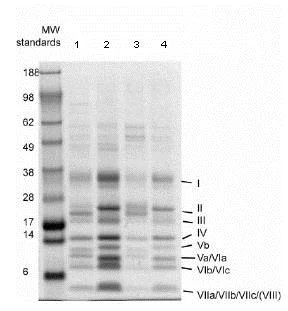 Immunoprecipitation - Anti-Complex IV Immunocapture antibody [31E91B82G9] (AB109863)