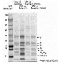 Immunoprecipitation - Complex IV Immunocapture Kit (AB109801)
