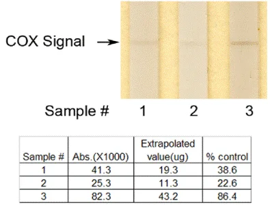 ELISA - Complex IV Rodent Enzyme Activity Dipstick Assay Kit (AB109878)