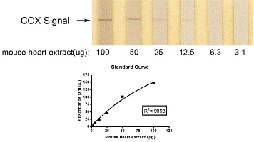 ELISA - Complex IV Rodent Enzyme Activity Dipstick Assay Kit (AB109878)