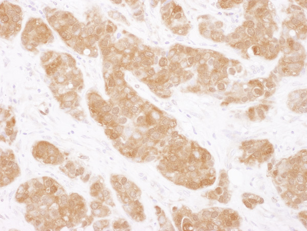 Immunohistochemistry (Formalin/PFA-fixed paraffin-embedded sections) - Anti-COMT antibody (AB129504), expandable thumbnail