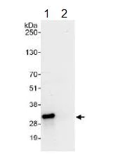 Immunoprecipitation - Anti-COMT antibody (AB129504)
