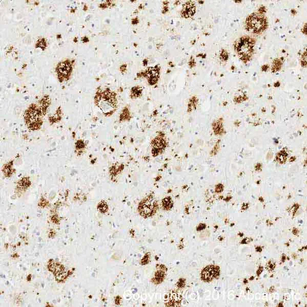 Immunohistochemistry (Formalin/PFA-fixed paraffin-embedded sections) - Conformation-Specific Amyloid beta Antibody Sampler Panel (AB218719)