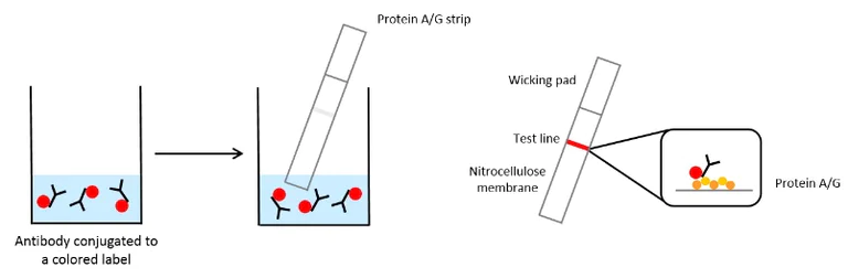 Conjugation - Conjugation Check Kit (AB236554)