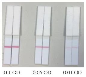 Conjugation - Conjugation Check Kit (AB236554)