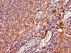 Immunohistochemistry (Formalin/PFA-fixed paraffin-embedded sections) - Anti-Connecdenn 3 antibody (AB224721)
