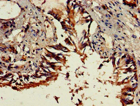 Immunohistochemistry (Formalin/PFA-fixed paraffin-embedded sections) - Anti-Connecdenn 3 antibody (AB224721)