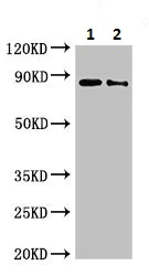Western blot - Anti-Connecdenn 3 antibody (AB224721)