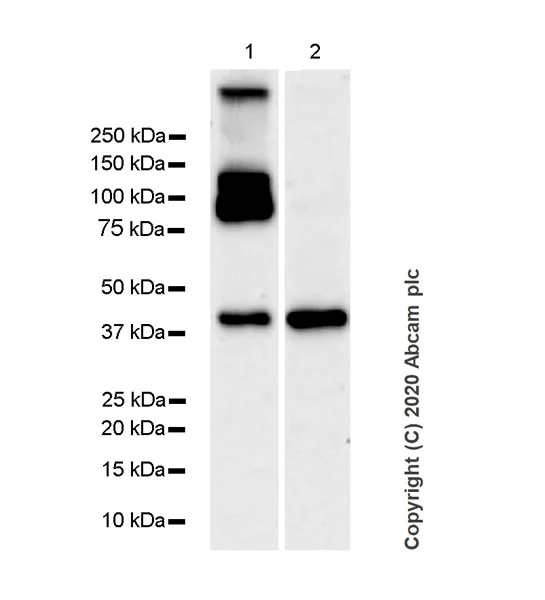 Western blot - Anti-Connexin 32 / GJB1 antibody [2A] - BSA and Azide free (AB256132)
