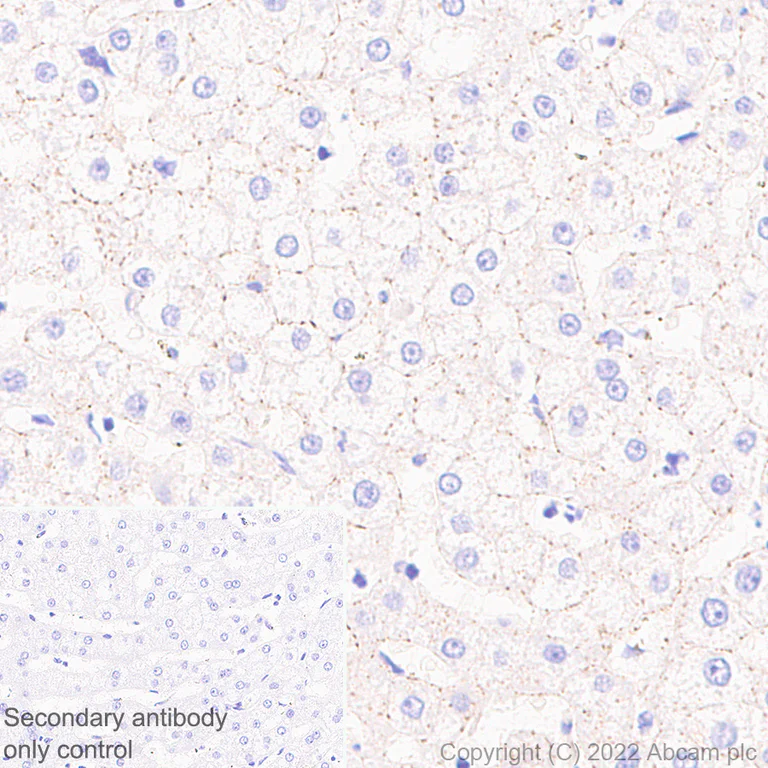 Immunohistochemistry (Formalin/PFA-fixed paraffin-embedded sections) - Anti-Connexin 32 / GJB1 antibody [EPR26417-44] - BSA and Azide free (AB300413)