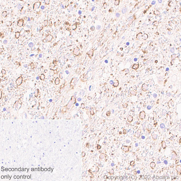 Immunohistochemistry (Formalin/PFA-fixed paraffin-embedded sections) - Anti-Connexin 32 / GJB1 antibody [EPR26417-44] - BSA and Azide free (AB300413)