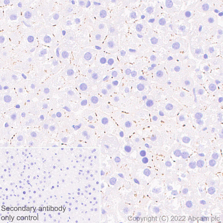Immunohistochemistry (Formalin/PFA-fixed paraffin-embedded sections) - Anti-Connexin 32 / GJB1 antibody [EPR26417-44] - BSA and Azide free (AB300413)