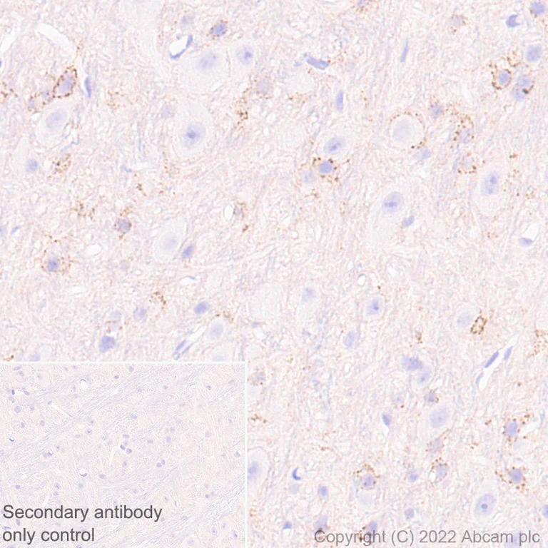 Immunohistochemistry (Formalin/PFA-fixed paraffin-embedded sections) - Anti-Connexin 32 / GJB1 antibody [EPR26417-44] - BSA and Azide free (AB300413)