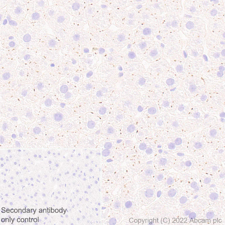 Immunohistochemistry (Formalin/PFA-fixed paraffin-embedded sections) - Anti-Connexin 32 / GJB1 antibody [EPR26417-44] - BSA and Azide free (AB300413)