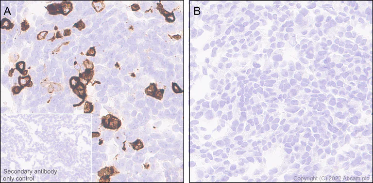 Immunohistochemistry (Formalin/PFA-fixed paraffin-embedded sections) - Anti-Connexin 32 / GJB1 antibody [EPR26417-44] - BSA and Azide free (AB300413)