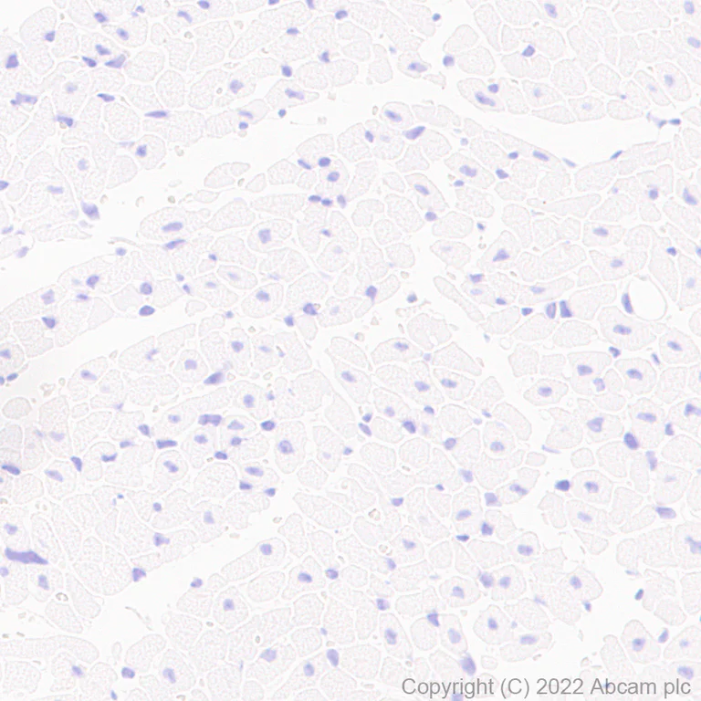 Immunohistochemistry (Formalin/PFA-fixed paraffin-embedded sections) - Anti-Connexin 32 / GJB1 antibody [EPR26417-44] - BSA and Azide free (AB300413)
