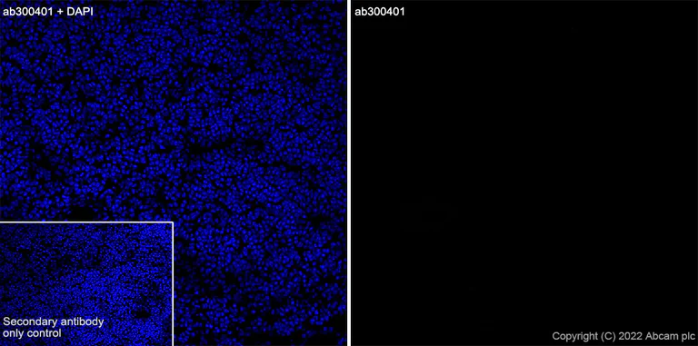 Immunohistochemistry (Frozen sections) - Anti-Connexin 32 / GJB1 antibody [EPR26417-44] - BSA and Azide free (AB300413)