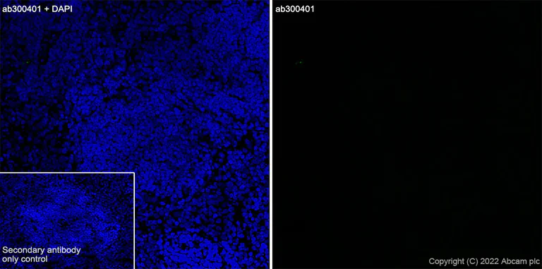 Immunohistochemistry (Frozen sections) - Anti-Connexin 32 / GJB1 antibody [EPR26417-44] - BSA and Azide free (AB300413)