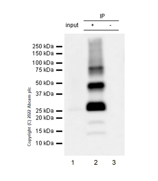 Immunoprecipitation - Anti-Connexin 32 / GJB1 antibody [EPR26417-44] - BSA and Azide free (AB300413)