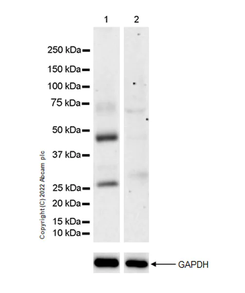 Western blot - Anti-Connexin 32 / GJB1 antibody [EPR26417-44] - BSA and Azide free (AB300413)