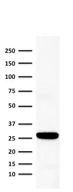 Western blot - Anti-Connexin 32 / GJB1 antibody [M12.13] (AB270241)