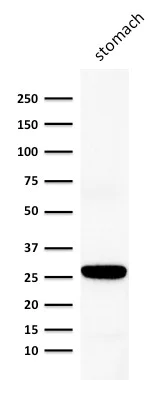 Western blot - Anti-Connexin 32 / GJB1 antibody [M12.13] - BSA and Azide free (AB270278)