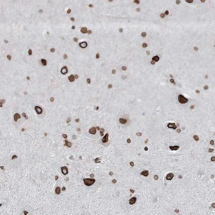 Immunohistochemistry (Formalin/PFA-fixed paraffin-embedded sections) - Anti-Connexin 40.1 antibody (AB243802)