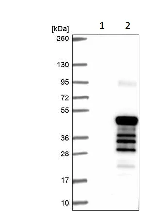 Western blot - Anti-Connexin 40.1 antibody (AB243802)