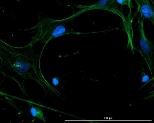 Immunocytochemistry/ Immunofluorescence - Anti-Connexin 43 / GJA1 antibody (AB235282), expandable thumbnail