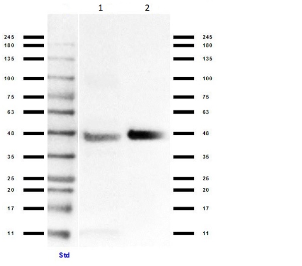 Western blot - Anti-Connexin 43 / GJA1 antibody (AB235282), expandable thumbnail