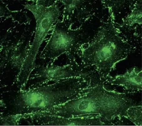 Immunocytochemistry/ Immunofluorescence - Anti-Connexin 43 / GJA1 antibody - C-terminal - Intercellular Junction Marker (AB219493)