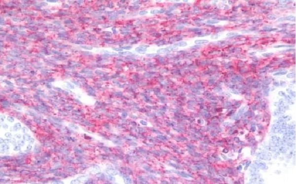 Immunohistochemistry (Formalin/PFA-fixed paraffin-embedded sections) - Anti-Connexin 43 / GJA1 antibody - C-terminal - Intercellular Junction Marker (AB219493)