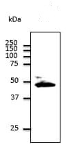 Western blot - Anti-Connexin 43 / GJA1 antibody - C-terminal - Intercellular Junction Marker (AB219493), expandable thumbnail