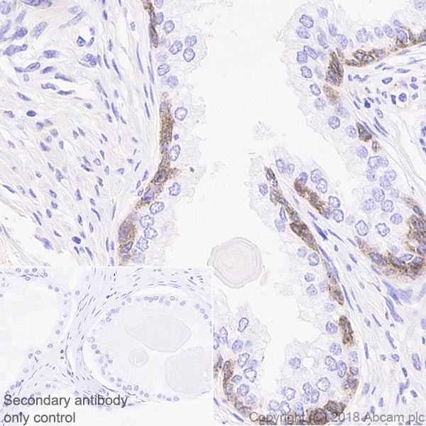 Immunohistochemistry (Formalin/PFA-fixed paraffin-embedded sections) - Anti-Connexin 43 / GJA1 antibody [EPR21153] (AB217676), expandable thumbnail