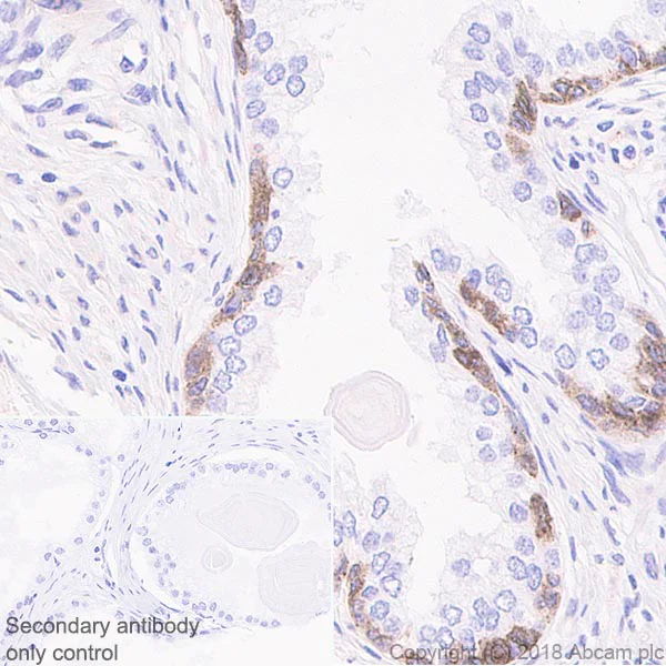 Immunohistochemistry (Formalin/PFA-fixed paraffin-embedded sections) - Anti-Connexin 43 / GJA1 antibody [EPR21153] - Intercellular Junction Marker (AB217676)