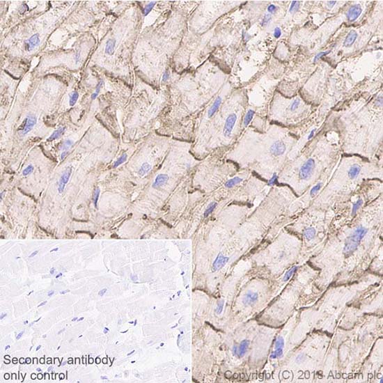 Immunohistochemistry (Formalin/PFA-fixed paraffin-embedded sections) - Anti-Connexin 43 / GJA1 antibody [EPR21153] (AB217676), expandable thumbnail