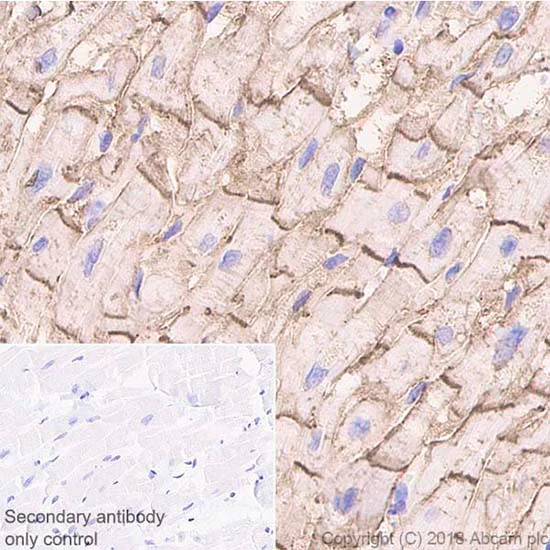 Immunohistochemistry (Formalin/PFA-fixed paraffin-embedded sections) - Anti-Connexin 43 / GJA1 antibody [EPR21153] - Intercellular Junction Marker (AB217676)